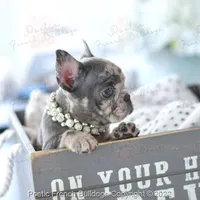 Reserved, a female French Bulldog for sale in Miami, FL – Photo 5 of 5