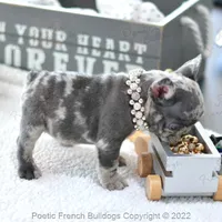 Reserved, a female French Bulldog for sale in Miami, FL – Photo 2 of 5
