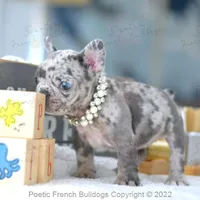Reserved, a female French Bulldog for sale in Miami, FL – Photo 1 of 5