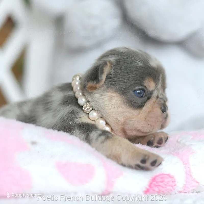 Burberry, a female French Bulldog for sale in Miami, FL – 1 of 5