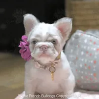 Guava, a female French Bulldog for sale in Miami, FL – Photo 4 of 5