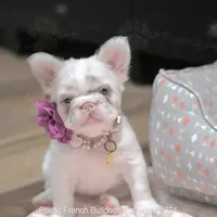 Guava, a female French Bulldog for sale in Miami, FL – Photo 5 of 5