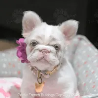 Guava, a female French Bulldog for sale in Miami, FL – Photo 3 of 5