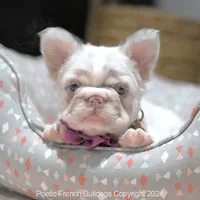 Guava, a female French Bulldog for sale in Miami, FL – Photo 2 of 5