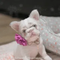 Guava, a female French Bulldog for sale in Miami, FL – Photo 1 of 5