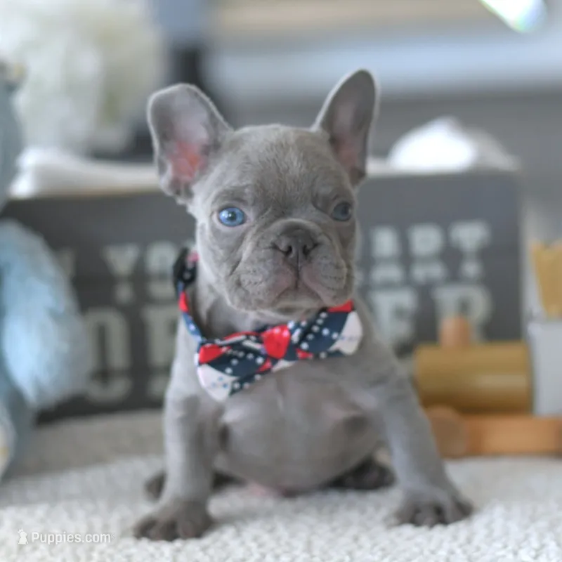 Valentino – French Bulldog puppy for sale in Pompano Beach, FL