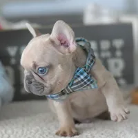 Aston, a male French Bulldog for sale in Pompano Beach, FL – 3 of 6