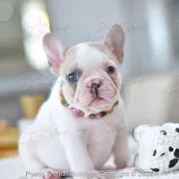 Reserved, a female French Bulldog for sale in Miami, FL – Photo 3 of 5