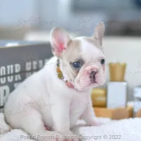 Reserved, a female French Bulldog for sale in Miami, FL – Photo 1 of 5