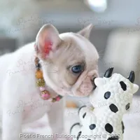 Reserved, a female French Bulldog for sale in Miami, FL – Photo 5 of 5