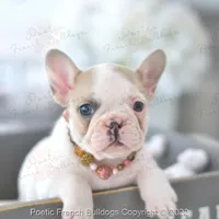 Reserved, a female French Bulldog for sale in Miami, FL – Photo 2 of 5
