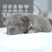 Mini Fluffy, a male French Bulldog for sale in Miami, FL – Photo 4 of 5