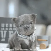 Mini Fluffy, a male French Bulldog for sale in Miami, FL – Photo 1 of 5