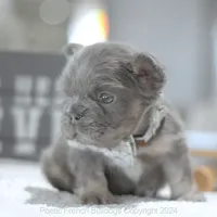 Mini Fluffy, a male French Bulldog for sale in Miami, FL – Photo 3 of 5