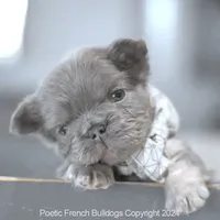 Mini Fluffy, a male French Bulldog for sale in Miami, FL – Photo 2 of 5