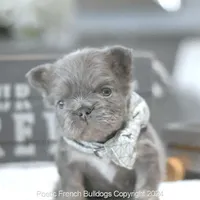 Mini Fluffy, a male French Bulldog for sale in Miami, FL – Photo 5 of 5