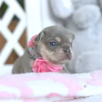 Lumi Lilac, a female French Bulldog for sale in Miami, FL – 2 of 4