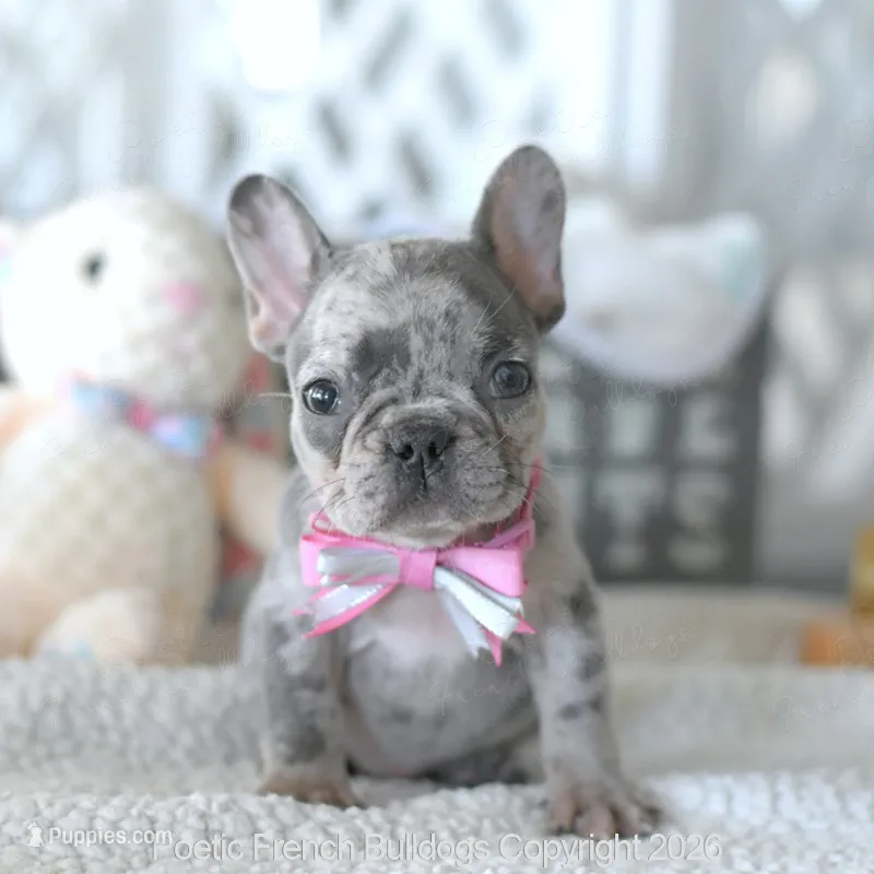 Half Pint – French Bulldog puppy for sale in Pompano Beach, FL