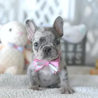 Half Pint, a female French Bulldog for sale in Pompano Beach, FL – 1 of 6