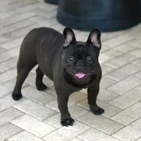 Bowie, a male French Bulldog for sale in Miami, FL – Photo 5 of 7