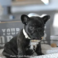 Bowie, a male French Bulldog for sale in Miami, FL – Photo 2 of 7