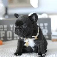 Bowie, a male French Bulldog for sale in Miami, FL – Photo 3 of 7