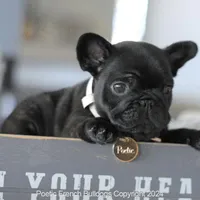 Bowie, a male French Bulldog for sale in Miami, FL – Photo 2 of 7