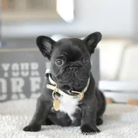 Bowie, a male French Bulldog for sale in Miami, FL – Photo 1 of 7