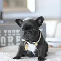 Bowie, a male French Bulldog for sale in Miami, FL – Photo 7 of 7