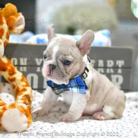 Reserved, a male French Bulldog for sale in Miami, FL – Photo 5 of 5