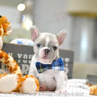 Reserved, a male French Bulldog for sale in Miami, FL – Photo 1 of 5