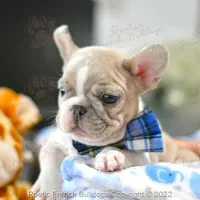 Reserved, a male French Bulldog for sale in Miami, FL – Photo 2 of 5