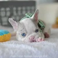 River, a male French Bulldog for sale in Miami, FL – Photo 3 of 5