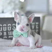 River, a male French Bulldog for sale in Miami, FL – Photo 1 of 5