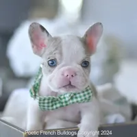 River, a male French Bulldog for sale in Miami, FL – Photo 2 of 5