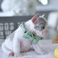 River, a male French Bulldog for sale in Miami, FL – Photo 4 of 5