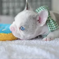 River, a male French Bulldog for sale in Miami, FL – Photo 5 of 5