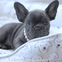 Piper, a female French Bulldog for sale in Miami, FL – Photo 4 of 7