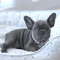 Piper, a female French Bulldog for sale in Miami, FL – Photo 2 of 7