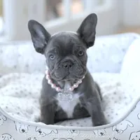 Piper, a female French Bulldog for sale in Miami, FL – Photo 5 of 7