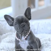Piper, a female French Bulldog for sale in Miami, FL – Photo 1 of 7