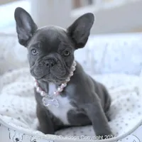 Piper, a female French Bulldog for sale in Miami, FL – Photo 3 of 7