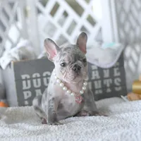 Skye, a female French Bulldog for sale in Pompano Beach, FL – 1 of 5