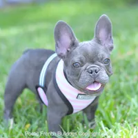 Tiny Bella, a female French Bulldog for sale in Miami, FL – 4 of 5