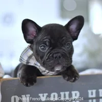 Knight, a male French Bulldog for sale in Miami, FL – Photo 1 of 5