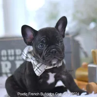 Knight, a male French Bulldog for sale in Miami, FL – Photo 2 of 5