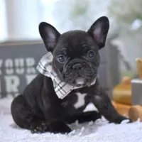 Knight, a male French Bulldog for sale in Miami, FL – Photo 3 of 5