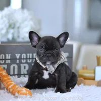 Knight, a male French Bulldog for sale in Miami, FL – Photo 5 of 5