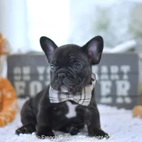 Knight, a male French Bulldog for sale in Miami, FL – Photo 4 of 5