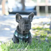 Ollie, a male French Bulldog for sale in Miami, FL – Photo 5 of 7